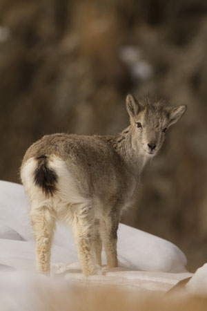 ewe